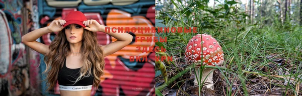 PSILOCYBIN Покров